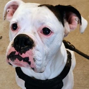 Meet your Posher, Raven